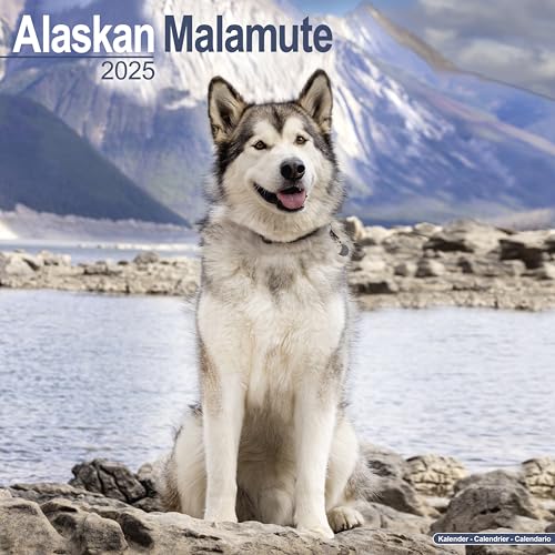 Alaskan Malamute 2025 Square Wall Calendar | Dog Breed Calendar: Original Avonside-Kalender [Mehrsprachig] [Kalender]