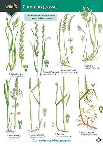 Guide To Common Grasses