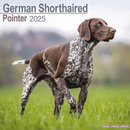 German Shorthaired Pointer 2025 Square Wall Calendar | Pointer, German Shorthair, Short Haired, Gundog, Dog Breed Calendar: Original Avonside-Kalender