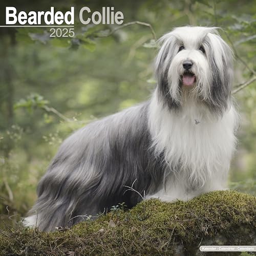 Bearded Collie 2025 Square Wall Calendar | Dog Breed Calendar