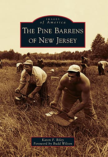 The Pine Barrens Of New Jersey