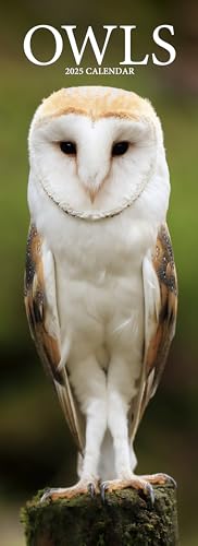 Owls Slim 2025 Slimline Wall Calendar | Bird, Animal Calendar