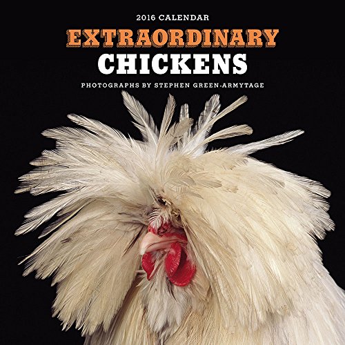 Extraordinary Chickens 2016 Calendar: 16-Month Calendar