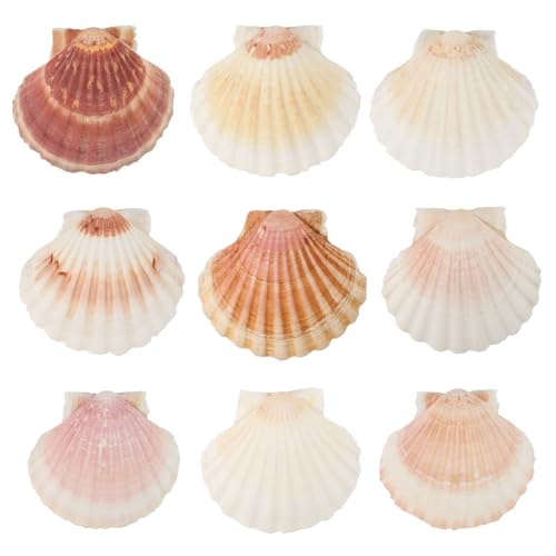 10Pz Conchiglie Decorative 11-15Cm Conchiglia Di Capesante Bianche Conchiglie Grandi Decorazioni Marine Conchiglia Naturale Tasca Capesante Decorazion