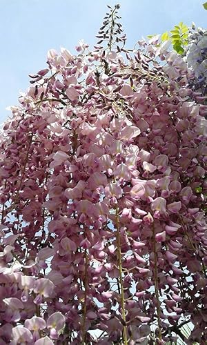 Wisteria Floribunda 'Rosea' - Pianta Glicine Rosa Rampicante H 190Cm Fiori