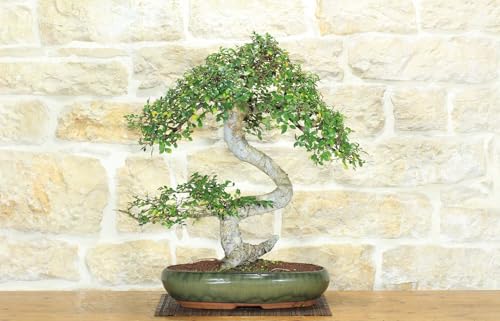 Bonsai Di Olmo Cinese (149)
