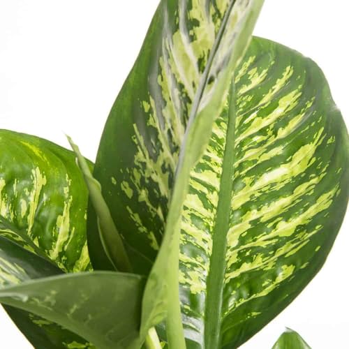Dieffenbachia Tropica Pianta Da Interno Foto Reali H 100Cm Vaso 18Cm