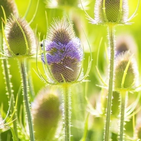 Semi Del Teasel Di Fuller - Dipsacus Sativus
