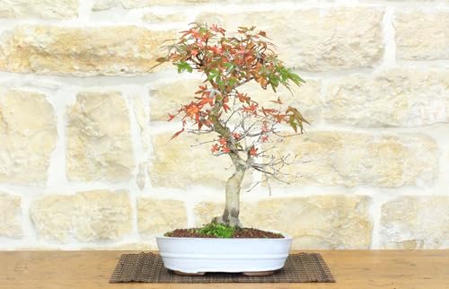 Bonsai Di Acero Palmato (55)