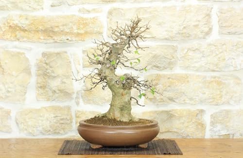 Bonsai Di Acero Tridente (26)