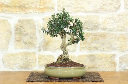 Bonsai Di Olivastro (262)