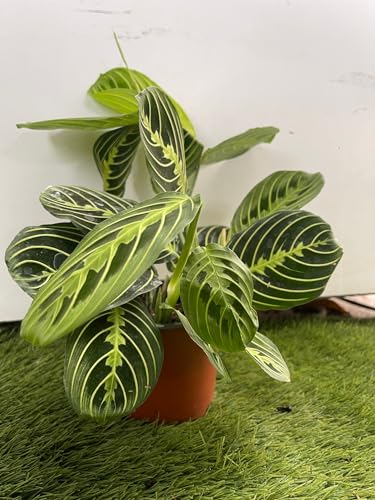 Maranta Leuconera Lemon Lime Vaso 12 Cm “Pianta Delle Preghiera” Foto Reali