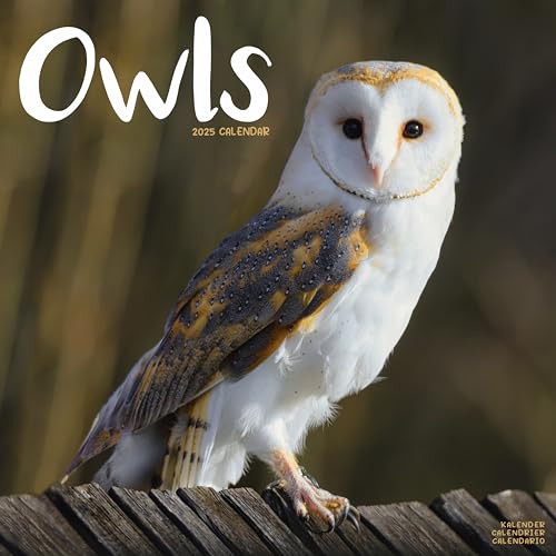 Owls 2025 Square Wall Calendar | Bird, Wildlife Calendar