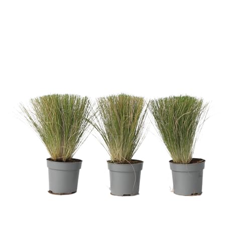 Plant In A Box - Stipa - Set Di 3 - 'Pony Tail' - Erba Ornamentale - Vaso 9Cm - Altezza 20-30Cm