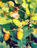 Tsa Quercus Robur 50 Ml