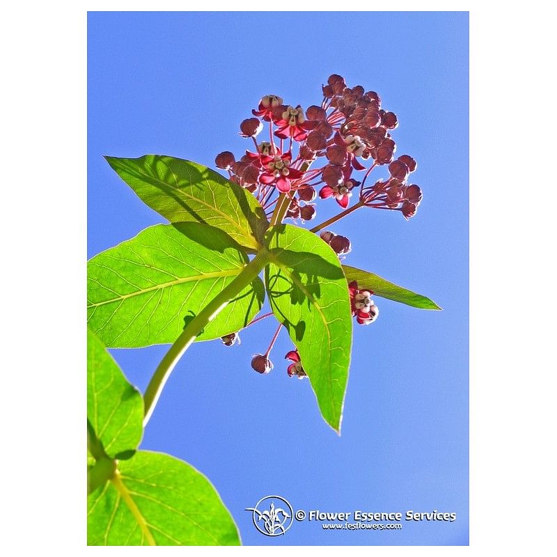 Milkweed Ess 7,4 Ml Calf