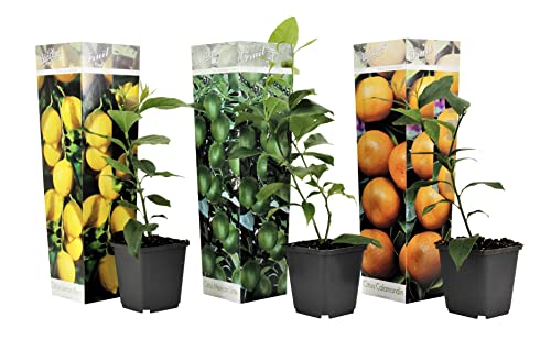 Plant In A Box - Citrus Mix - Alberi Di Agrumi - Limone, Lime, Arancia - Set Di 3 - Vaso 9Cm - Altezza 25-40Cm