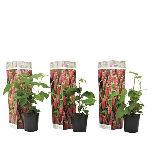 Plant In A Box - Rubus 'Tayberry' - Set Di 3 - Incrocio Tra Mora E Lampone - Frutti Rosso Intenso - Pianta Da Giardino Decidua - Vaso 9Cm - Altezza 25
