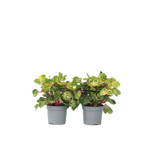 Plant In A Box - Iresine Herbstii 'Yellow' - Set Di 2 - Pianta A Bacchetta Giallo - Pianta Da Appartamento - Vaso 13Cm - Altezza 20-30Cm