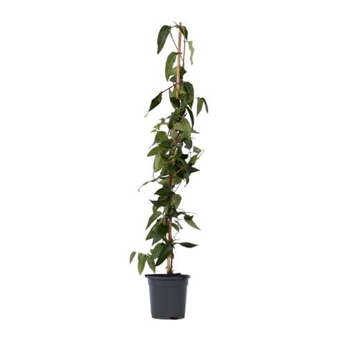 Plant In A Box - Lonicera Henryi 'Copper Beauty' - Caprifoglio - Pianta Da Giardino - Pianta Rampicante - Giallo - ⌀17Cm - Altezza 110-120Cm