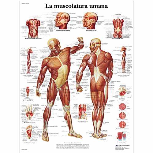 3B Scientific Poster La Muscolatura Umana
