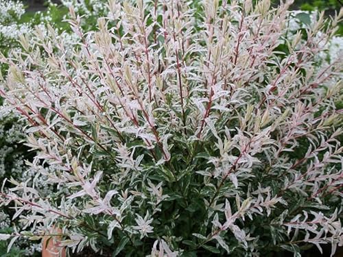 1 Pianta Salix Salice Flamingo Vaso 18Cm