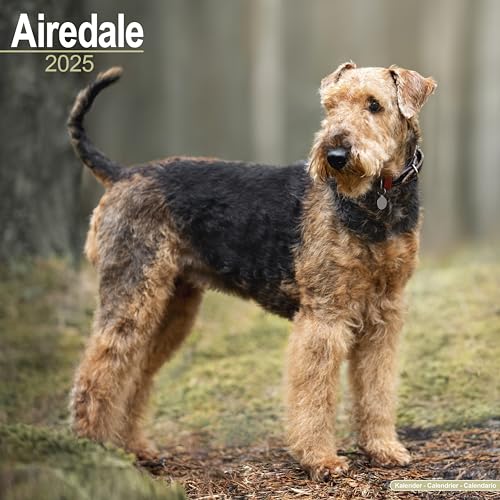 Airedale 2025 Square Wall Calendar | Dog Breed Calendar
