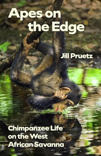 Apes On The Edge: Chimpanzee Life On The West African Savanna