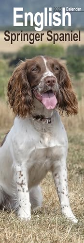English Springer Spaniel Slim 2025 Slimline Wall Calendar | Dog Breed Calendar