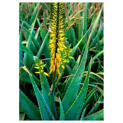 Natur Aloe Vera Spray Essenza - 7.4 Ml