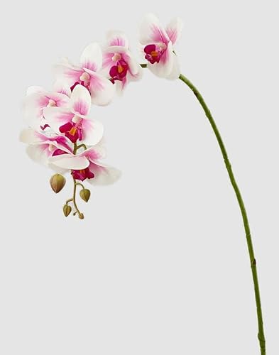Edg Enzo De Gasperi Enzo De Gasperi Orchidea Phalaenopsis Real Ramo Artificiale H 76 Cm White Violet