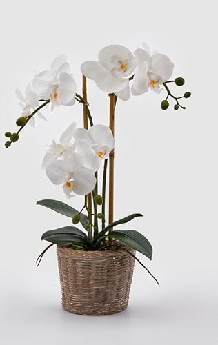 Edg Enzo De Gasperi Enzo De Gasperi Orchidea Phalaenopsis Pianta X3 Artificiale Con Cesto H 48 Cm White