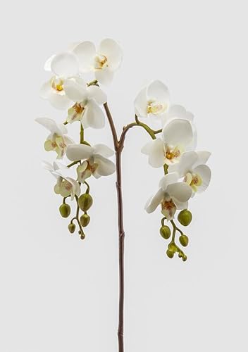 Edg Enzo De Gasperi Enzo De Gasperi Orchidea Phalaenopsis Olis Ramo X2 Artificiale H 62 Cm White