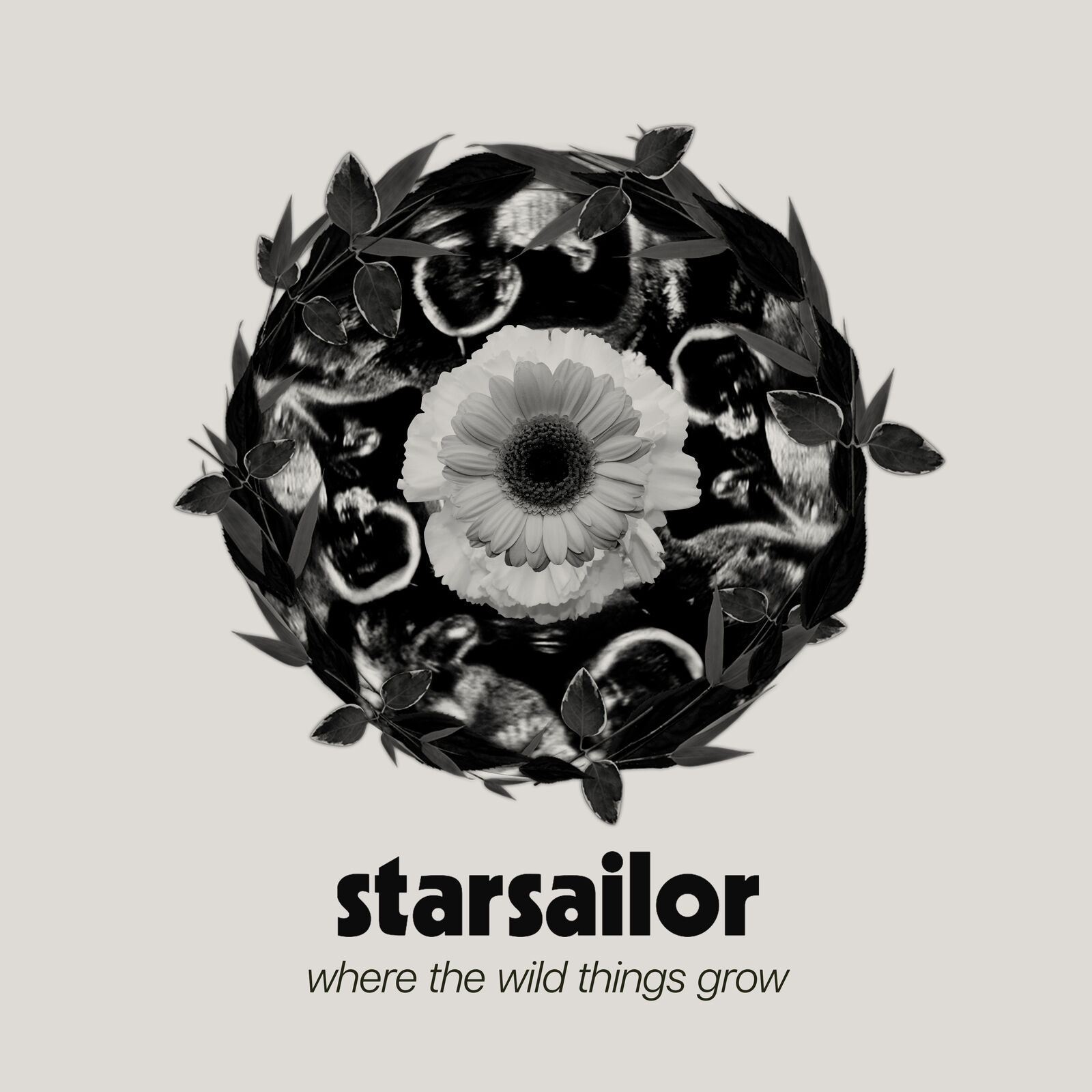 Starsailor Where the Wild Things Grow (CD) Album