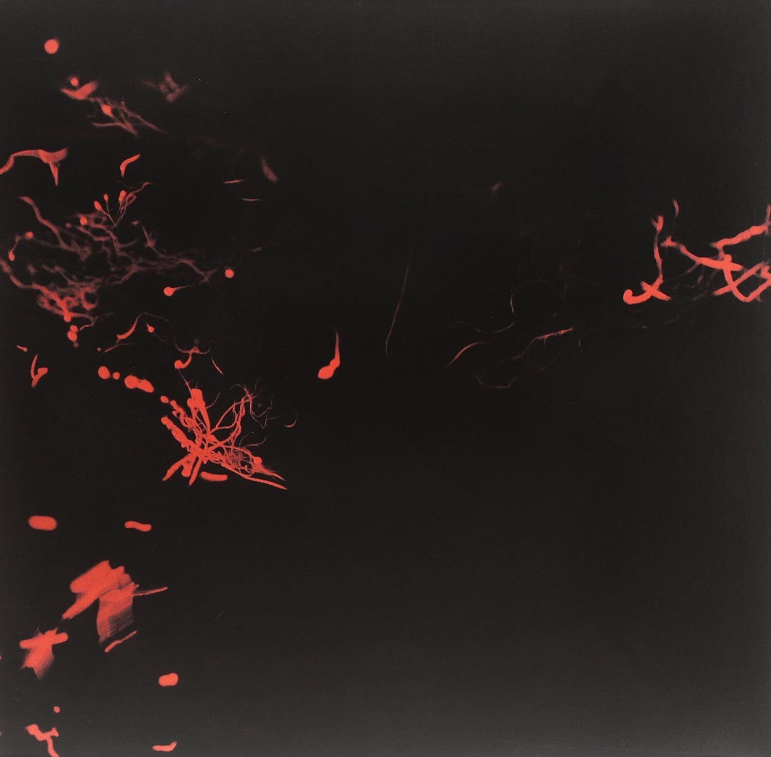 Svarte Greiner Moss Garden (Vinyl LP)