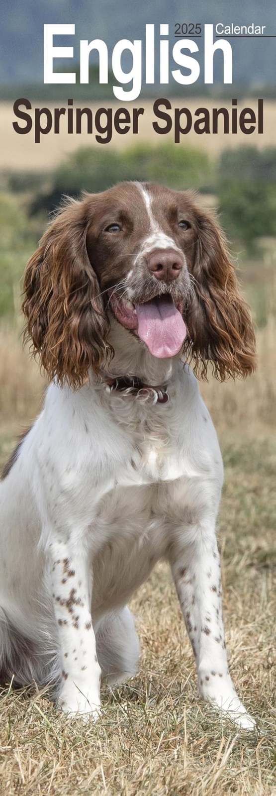 LIbri UK/US English Springer Spaniel Slim Calendar 2025 Dog Breed Slimline Calen