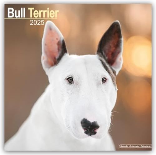 LIbri UK/US Bull Terrier Calendar 2025 Square Dog Breed Wall Calendar - 16 Month
