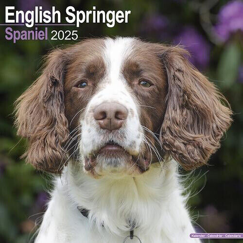 English Springer Spaniel (Euro) Calendar 2025 Square Dog Breed Wall Calendar -
