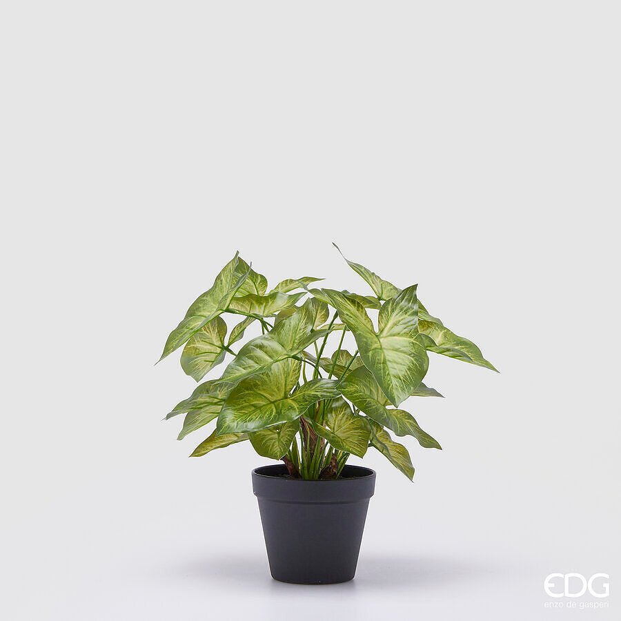 EDG Enzo De Gasperi EDG Enzo De Gasperi Caladium con Vaso Artificiale H 33 Cm Gr