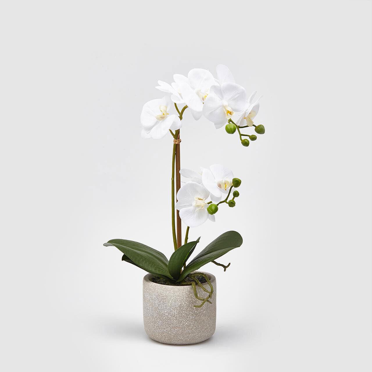 EDG - Enzo de Gasperi Pianta artificiale pianta di Orchidea con vaso rotondo   P