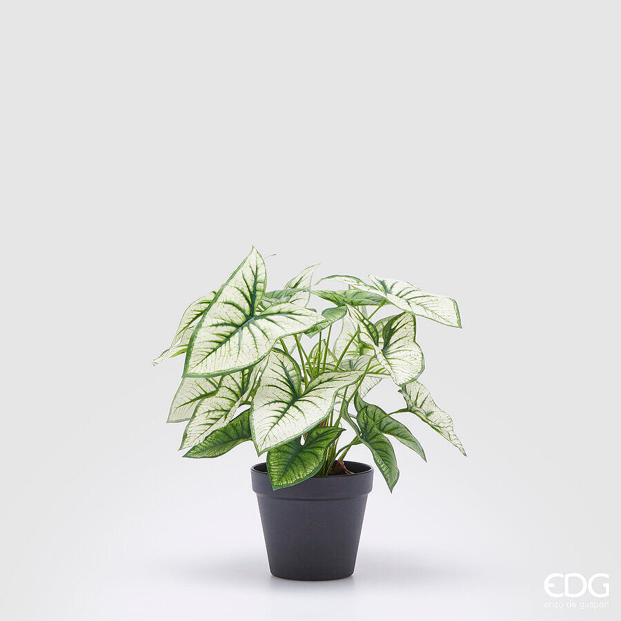 EDG Enzo De Gasperi EDG Enzo De Gasperi Caladium Variegato con Vaso Artificiale