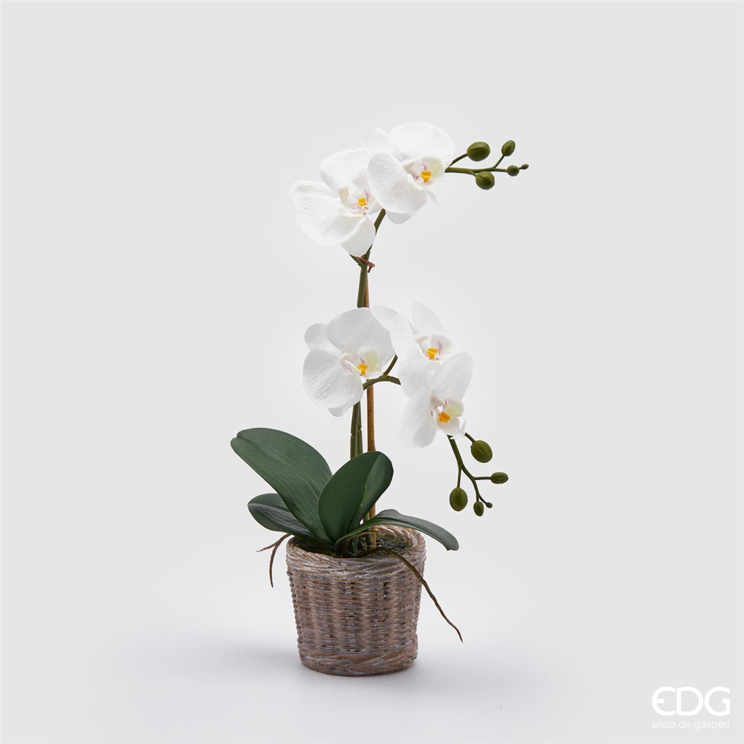 Orchidea Phal.x2 Con Cesto H40cm Bianco | Edg - Enzo De Gasperi