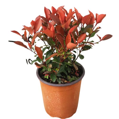 Vivaio Garden Forest Photinia X Fraseri Little Red (Photinia Nana), Pianta Per Fioriere, Pianta Per Aiuole, Siepe, Pianta Piccola, Giardino, Decorazio
