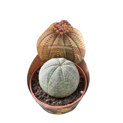 Vivaio Garden Forest Pianta Di Euphorbia Obesa, Pianta Grassa, Succulenta, Sud Africa, Pianta Geometrica, Scarsa Annaffiatura, Pianta Interni, Pianta