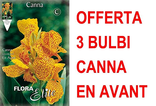 Offerta 3 Bulbi Canna Greenleaved En Avant Bulbs Bulbes