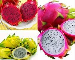 3 Pianta Di Pitaya Varieta' Gialla,Rossa,Bianca 70/80 Cm, Frutto Del Drago Dragon Fruit