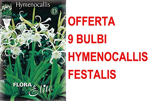 Offerta 9 Bulbi Hymenocallis Ismene Festalis Bulbs Bulbes