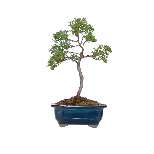 Kentis - Bonsai Di Juniperus Chinensis Kishu - Ginepro - Piante Vere Da Esterno Balcone Terrazzo - Vaso In Ceramica Ø 10 Cm