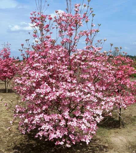 Pianta Di Cornus Florida Rubra Vaso 24 Cm