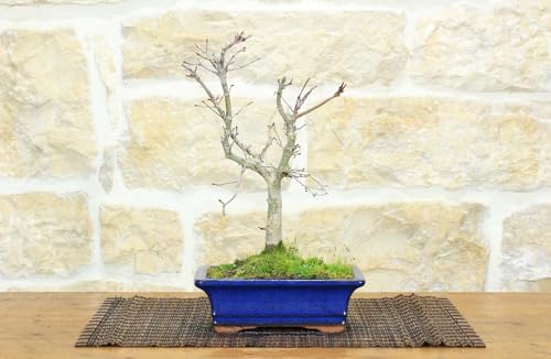Bonsai Di Acero Palmato Deshojo (60)
